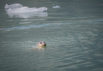 Harbor seal swims in John Hopkins Harbor