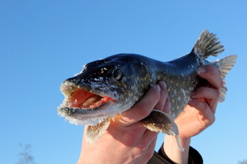 up in the hands of a fisherman holds a North pike against a blue sky background. during cold winter...