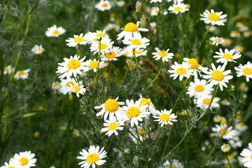Fototapeta premium many buds of small white and yellow daisies in the park