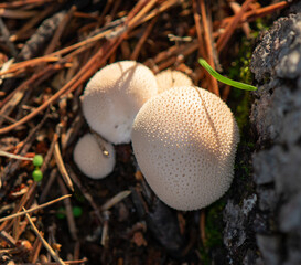 Cluster of common puffball mushrooms on forest floor
