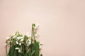 Spring flowers galanthus snowdrops on a light background.