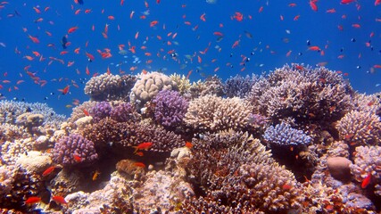 Plakat coral reef in the sea
