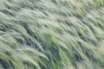 Windy Field
