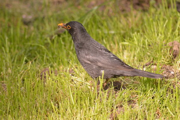 Thrush on the ground