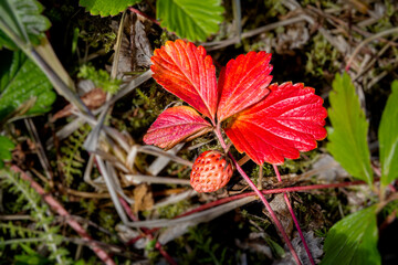 Wild strawberry in Alaska