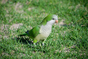 Monk parrot. Invasive exotic bird in Europe and North America. Myiopsitta monachus.