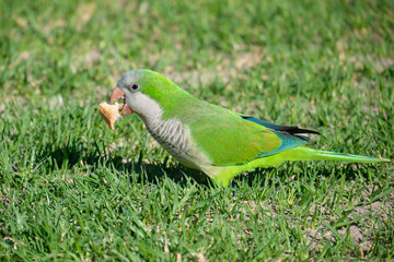 Monk parrot. Invasive exotic bird in Europe and North America. Myiopsitta monachus.