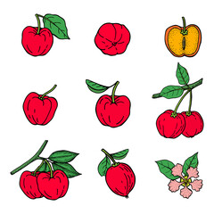 Acerola fruit and leaves drawing set. Barbados cherry. Hand drawn vector illustration.