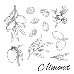  Almond. Set with branches with leaves and fruit. Blossoming almond. Nuts and kernels. Hand drawn vector illustration isolated on white background.