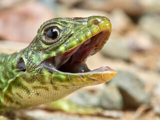 A young specimen of ocellated lizard on a very aggressive stone. Timon lepidus. 