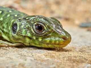 A young specimen of ocellated lizard on a very aggressive stone. Timon lepidus. 