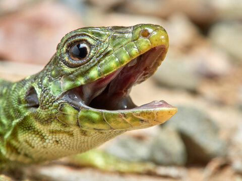 A young specimen of ocellated lizard on a very aggressive stone. Timon lepidus. 