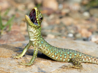 A young specimen of ocellated lizard on a very aggressive stone. Timon lepidus. 