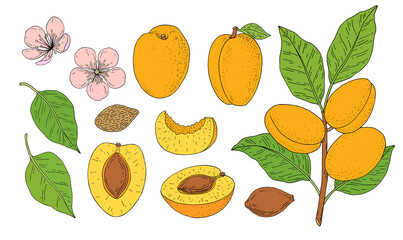 Apricot fruits. Hand drawn linear set with fruit, branch, flower, kernel and slice. Vector illustration. Outline image isolated on white background.