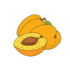 Apricot fruits. Hand drawn fruit and slice. Vector illustration. Outline image isolated on white background.