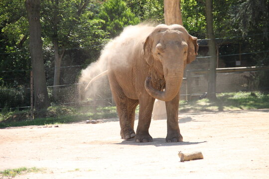 El&eacute;phant
