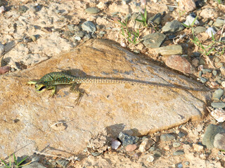 A young specimen of ocellated lizard on a very aggressive stone. Timon lepidus. 