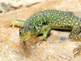 A young specimen of ocellated lizard on a very aggressive stone. Timon lepidus. 