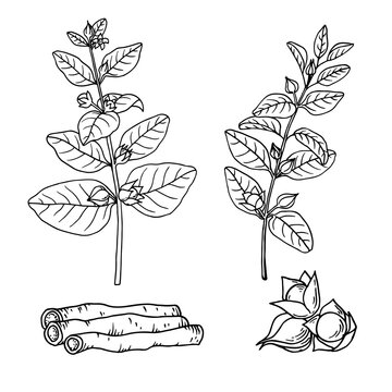 Ashwagandha (Withania somnifera). Ayurvedic healing plant. Hand drawn vector illustration in sketch style.