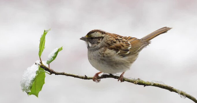 Sparrow on holly branch in snow