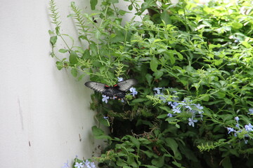 Papillon
