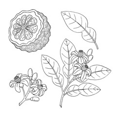 Bergamot, Kaffir lime citrus fruit, leaves, flower. Engraved vintage sketch illustration. Hand drawn vector image isolated on white background.