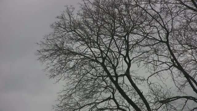 Bare winter trees. Cold winter day with grey clouds.
