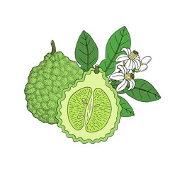 Bergamot, Kaffir lime citrus fruit, leaves, flower. Engraved vintage sketch illustration. Hand drawn vector image isolated on white background.