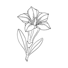 Gentian flower. Montain wildflower. Hand drawn sketch. Vector drawing isolated on white background.