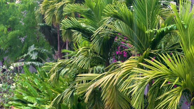 Tropical rain, rainstorm or thunderstorm raining in a green jungle environment with palm trees