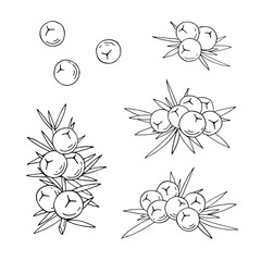 Juniper berries on a branch with green leaves. Vector hand drawing isolated on a white background.