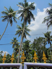 palm trees behind a fence