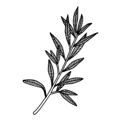 Manuka Honey branch, leaves. Hand drawn Vector illustration.