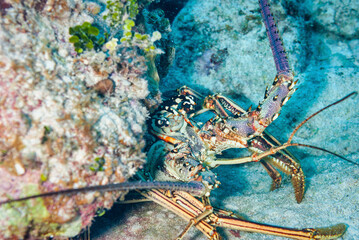 Painted Spiny Lobster hiding under the coral