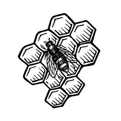 Honey comb with bee. Hand drawn sketch vector illustration.
