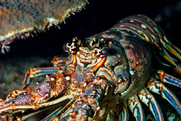 Painted Spiny Lobster hiding under the coral