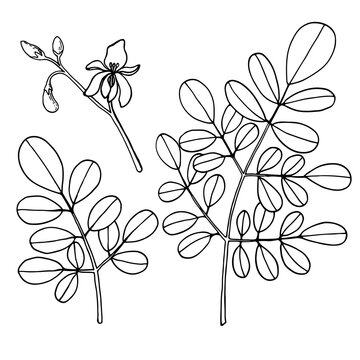 Moringa oleifera. Set with leaves, flower, pods, flour. Vegan superfood. Hand drawn illustration in sketch style. Vector image.