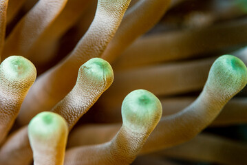 Close-up view of a common sea anemone © Focused Adventures