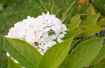 hydrangea flowers in the garden