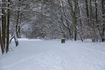 Winter landscape in the park of Oliwa, Gdansk, Poland.
