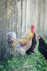 rooster on a farm with chickens, chickens graze in summer, orange rooster, black chickens on the grass, poultry