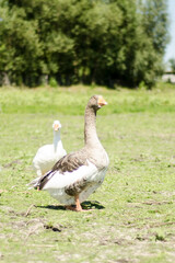 white goose on the grass, gray goose by the lake, poultry in the pasture, bird with a long neck, geese graze in a green meadow