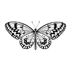 Idea leuconoe, tropical butterfly. Hand drawn vector illustration.
