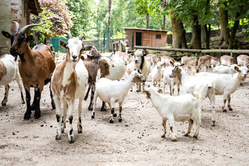 Big herd of goats on the road in the village