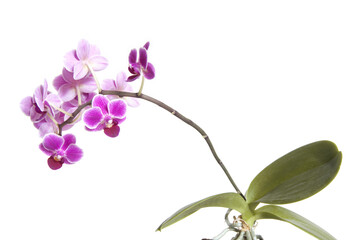 Fototapeta na wymiar Blooming purple orchid, completely plant.