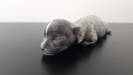 a newborn Chihuahua puppy of gray color. a blind Chihuahua puppy. tiny puppy