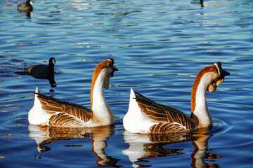 Goose on a lake, Bird Grey lag Goose