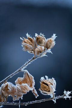 dry flowers and dry leafs on a branch covered with hoarfrost