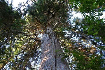 Fototapeta premium A tall tree with a long trunk with cracks in the rough gray bark.Bottom-up view of the crown of a pine tree with numerous branches against the blue sky
