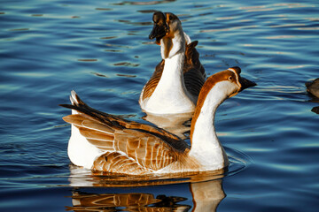 Goose on a lake, Bird Grey lag Goose